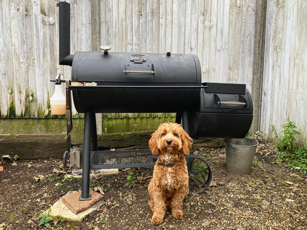 Oaklahoma Joe smoker in my backyard with my best friend Bertie the Cavapoo